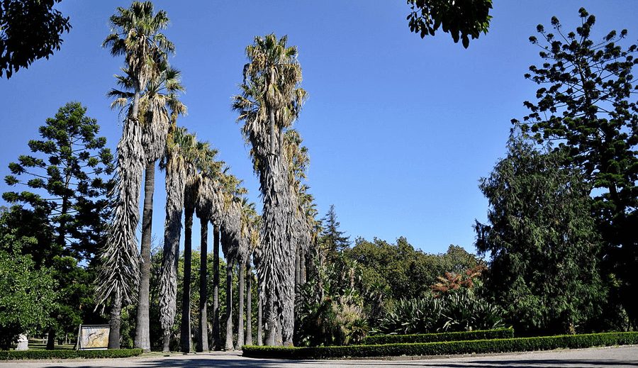 5x mooiste parken van Lissabon 1 Jardím Botânico Tropical
