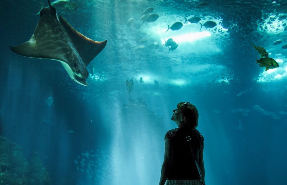 Bezoekers kijken naar vissen en roggen in Oceanário de Lisboa