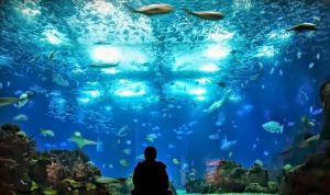 Tips voor Lissabon - Lissabonstedentrip.nl 16 Oceanário de Lisboa